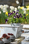 Zink-Gefäß mit bunten Hornveilchen (Viola Cornuta) im dekorierten Frühlingsgarten