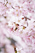 Blütenzweig Zwergkirsche, Kurilenkirsche (Prunus kurilensis) 'Ruby' mit Biene im Frühling