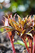 Blattaustrieb der Pfingstrose (Paeonia mairei) im Frühling, sehr frühe Wildform