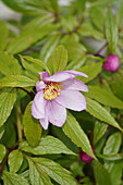 'Schöne' Pfingstrose (Paeonia mairei) mit violetter Blüte, Portrait