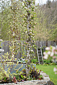 Frühlingsgarten mit blühendem Säulenapfelbaum (Malus)