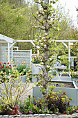 Hochbeet mit blühendem Apfelbaum (Malus) und Frühlingsblumen