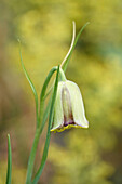 Blüte der Spitzkronigen Schachbrettblume (Fritillaria acmopetala)