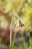 Blüte der spitzkronigen Schachbrettblume (Fritillaria acmopetala)