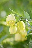 Blüte sibirische Schachbrettblume (Fritillaria pallidiflora), Portrait