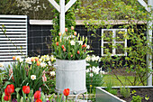 Zinktopf bepflanzt mit Narzissen 'Delnashaugh' (Narcissus), Tulpen 'Bellville' und ' Prinses Irene' (Tulipa), im Beet Hyazinthe 'Gipsy Queen' (Hyacinthus)