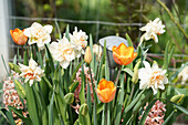 Frühlingsbepflanzung mit Narzissen 'Delnashaugh', Tulpen 'Bellville' und Hyazinthe 'Gipsy Queen' im Beet