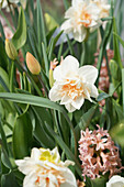 Blühende Narzissen (Narcissus) 'Delnashaugh' mit Tulpen 'Bellville' und Hyazinthen (Hyacinthus) 'Gipsy Queen' im Gartenbeet