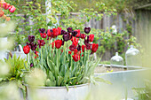 Rote und schwarzrote Tulpen (Tulipa) in einem Zinktopf, Sorten 'Red Dress', 'Sarah Raven', 'Black Jack', 'Havran', 'Kingsblood', 'Chrystal Beauty'