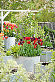 Rote und schwarzrote Tulpen (Tulipa) in einem Zinktopf, Sorten 'Red Dress', 'Sarah Raven', 'Black Jack', 'Havran', 'Kingsblood', 'Chrystal Beauty' im Garten