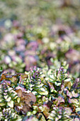 Neuheit, Panaschierter kriechender Günsel (Ajuga reptans) 'Prinzessin Leia' im Beet, close-up