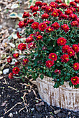 Rote Astern (Asteraceae) im herbstlichen Gartenbeet