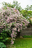 Blühender Perlmuttstrauch (Kolkwitzia amabilis) im Garten