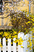 Blühende Forsythie (Forsythia) im Garten