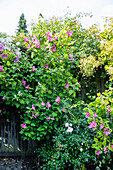 Blühender Straucheibisch (Hibiscus syriacus) im Gartenbeet