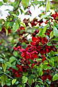 Blühende Japanische Quitte (Chaenomeles) mit roten Blüten im Garten, close-up