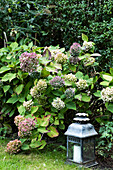 Blühende Hortensie (Hydrangea) im Gartenbeet