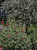 Stockrosen (Alcea) mit roten Blüten im sommerlichen Garten