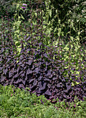 Dunkelviolette Gartenmelde (Atriplex hortensis var. rubra) im Sommerbeet