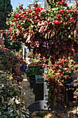 Herbstliches Arrangement mit roten Trauben, Granatäpfeln (Punica granatum) und Blättern im Freien