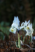 Zwerg-Iris (Iris reticulata 'Kathrin Hodgkin') im Garten