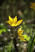 Weinberg-Tulpe (Tulipa sylvestris) im Frühlingsgarten