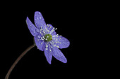 Leberblümchen (Hepatica nobilis) mit Tau auf schwarzem Hintergrund