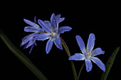 Schneeglanz (Chionodoxa luciliae) auf schwarzem Hintergrund