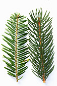 Rottanne (Picea abies) und Weißtanne (Abies alba) im Vergleich, Studioaufnahme