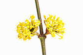 Blüten der Kornelkirsche (Cornus mas) im Winter