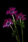 Kronen-Anemonen (Anemone coronaria) mit Wassertropfen