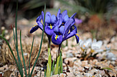 Zwerg-Iris (Iris reticulata) im Steingarten