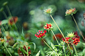 Sonnenbraut (Helenium) in herbstlichem Garten