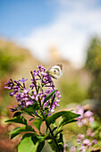 Fliederbusch (Syringa) mit Schmetterling im sonnigen Garten