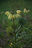 Gelbe Kaiserkrone (Fritillaria imperialis) im Frühlingsgarten