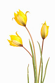 Weinberg-Tulpe (Tulipa sylvestris) auf weißem Hintergrund