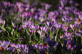 Lila Elfenkrokusse (Crocus tommasinianus) in Frühlingswiese