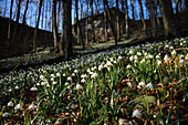 Märzenbecher (Leucojum vernum) im Wald im Frühling