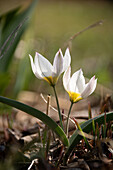 Wildtulpen (Tulipa bifolia) blühend im Frühlingsgarten