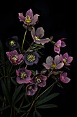 Rote Lenzrosen (Helleborus orientalis) vor schwarzem Hintergrund, Studioaufnahme