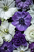 Kronen-Anemonen (Anemone coronaria) und Asiatischer Hahnenfuß (Ranunculus asiaticus) in Weiß, Blau und Violett als Hintergrundbild