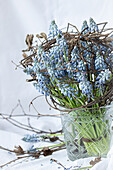 Strauß aus Traubenhyazinthen (Muscari armeniacum) in Glasvase