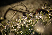 Märzenbecher (Leucojum vernum) am Naturstandort im Frühling