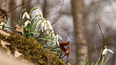 Schneeglöckchen (Galanthus nivalis) im Schweizer Jura im Wald, Schweiz