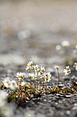 Frühlings-Hungerblümchen (Erophila verna) auf steinigem Boden