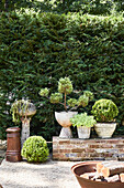 Gartenbereich mit Zypressenhecke und Kübelpflanzen auf Backsteinmauer
