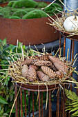 Tannenzapfen auf Stroh auf einem rostigen Pflanzgefäß im herbstlichen Garten