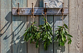 Lorbeerblätter (Laurus nobilis) trocknen als Sträusse an Holzwand hängend