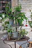Marzipan Gewürzsalbei (Salvia officinalis) 'Nazareth',  Wasserspinat, Süßkraut, Chili 'Black King', Malabarspinat (Basella alba), Weihrauchpflanze in Töpfen auf Etagere