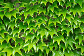 Dichte Blätter der Dreispitzigen Jungfernrebe (Parthenocissus tricuspidata) an Hausmauer